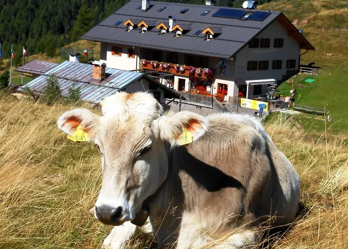 Rifugio Capanna Passo Valles Falcade